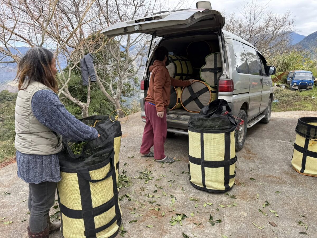黃金烏龍冬片, 冬片茶, 高山冬片