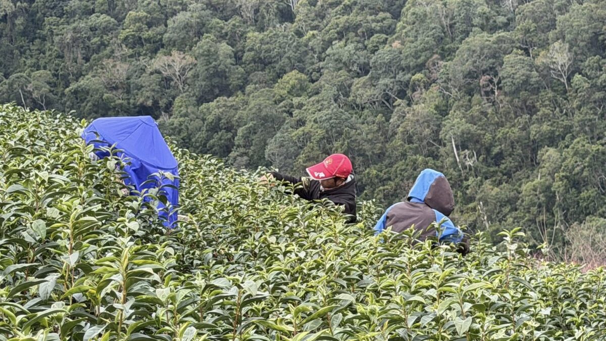 黃金烏龍冬片, 冬片茶, 高山冬片