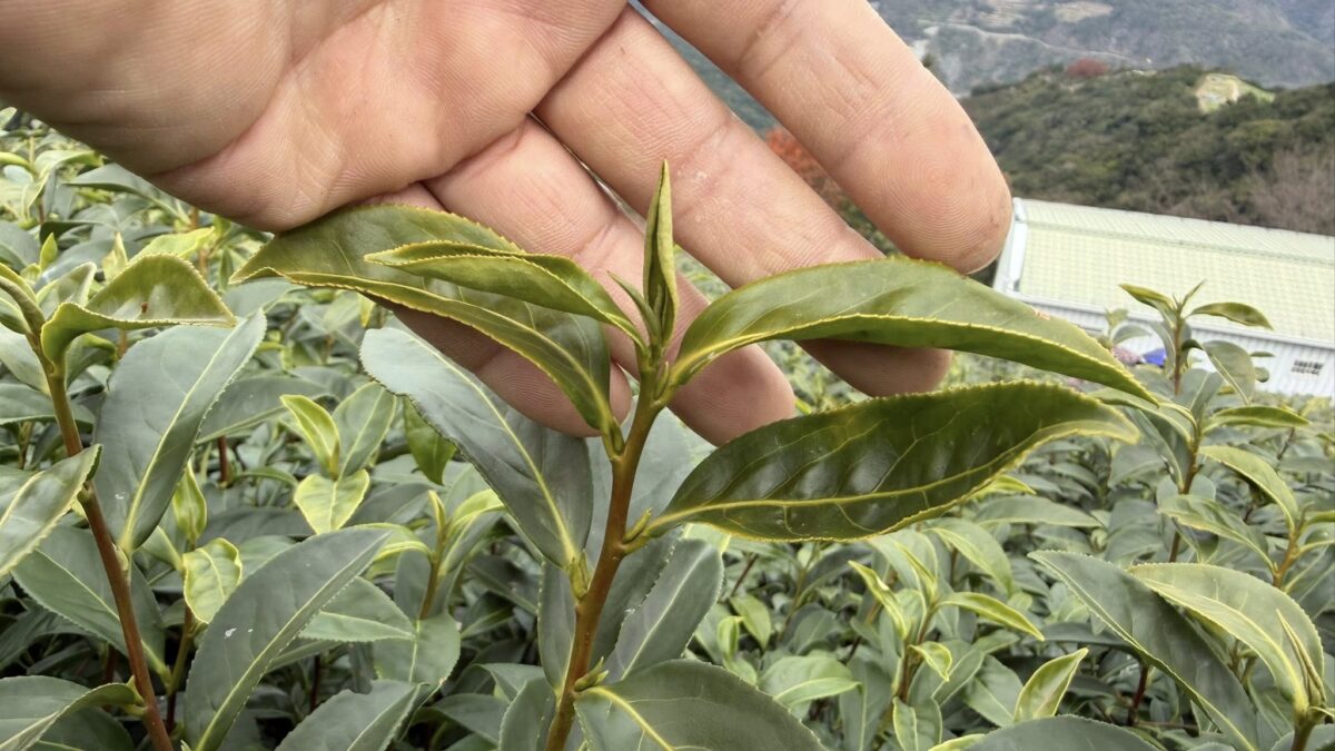 黃金烏龍冬片, 冬片茶, 高山冬片
